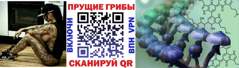 даркнет сайт  Володарск  Псилоцибиновые грибы мицелий 